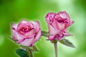 green background with pink roses