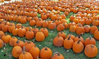 pumpkins autumn fruits orange fall