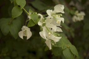 bougainvillea white flowers bunch