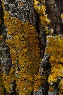 lichen on bark of tree