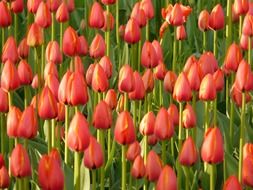 tulips on green stems