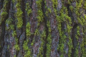 tree trunk covered with moss
