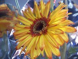 flower daisy nature brightness