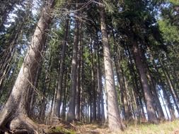 forest nature trees crowns