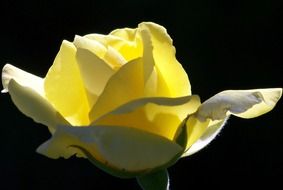 yellow roses blooms flower