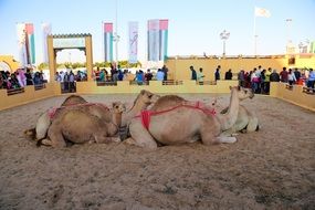 camel global village background