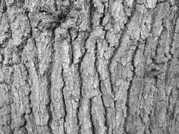 natural texture of the grey tree bark