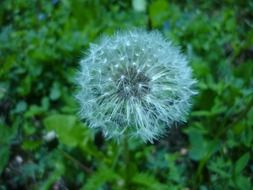 dandelion chm C3 AD C5 99 C3 AD dandelions flower