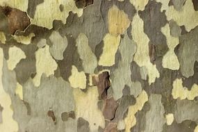 plane tree bark colorful