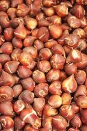 bulbs bol red pattern