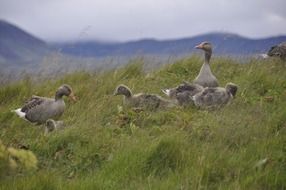 geese birds prairie ducks goose