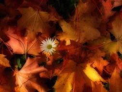 autumn foliage and daisy