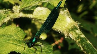 green dragonfly leaves