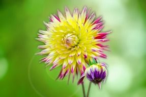summer flower on a green background