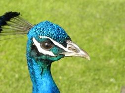 peacock bird bright texture