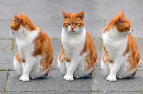 adorable red and white cat