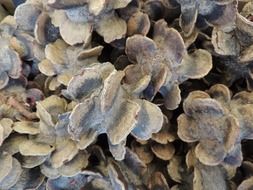 texture dried seeds decoration