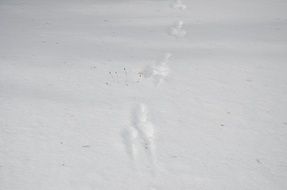 footprints snow nature landscape