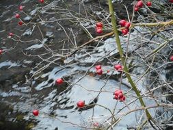 rose hip in autumn