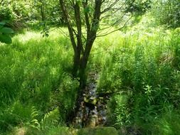 greenery trees plants grass weeds