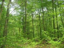 forest in spring
