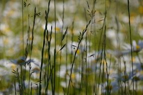 background grasses nature herb