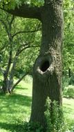 tree trunk hole park nature green
