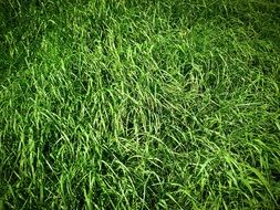 grass in a meadow