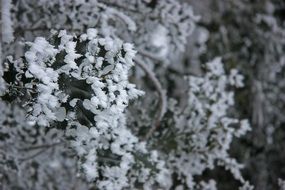 tree branches in winter