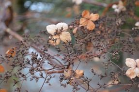 dead blooms seasons background