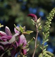 magnolia flower on a background of nature