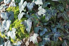 ivy climber entwine plant climb