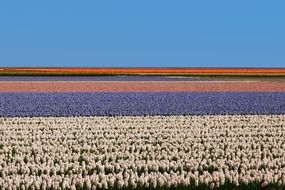 agriculture background colorful