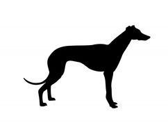 grey hound silhouette