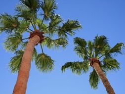 palm trees blue background sky