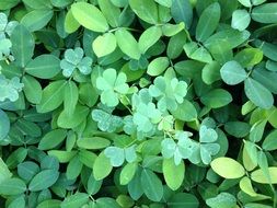 leaves background luck clover