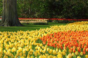 yellow and orange tulips on the flowerbed
