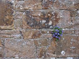 flower flowers blue stone wall