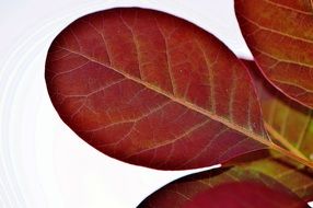 white background with burgundy leaves