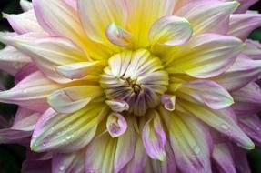 closeup of a purple yellow flower