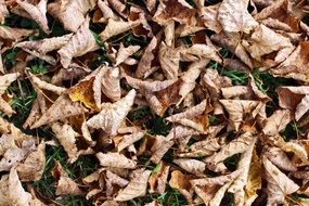 autumn leaves grass ground dry