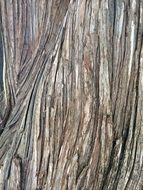 texture wood natural bark nature