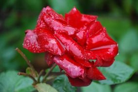 bright pink rose after rain