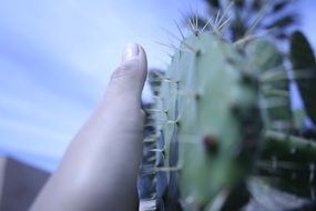 cactus sky hand espinar fingers