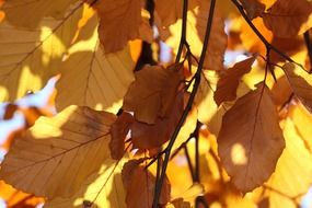 leaves yellow autumn fall seasons