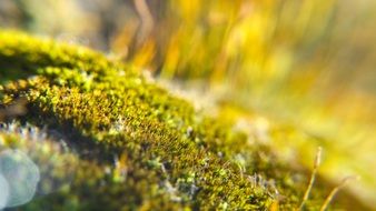 moss macro light backlight