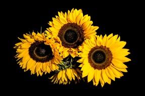 sunflower blossoms on a black background