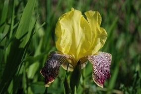 iris beautiful lily flower plant