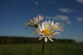 chamomile on a burred background