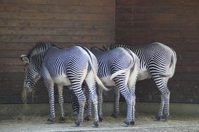 zebras stall in a zoo